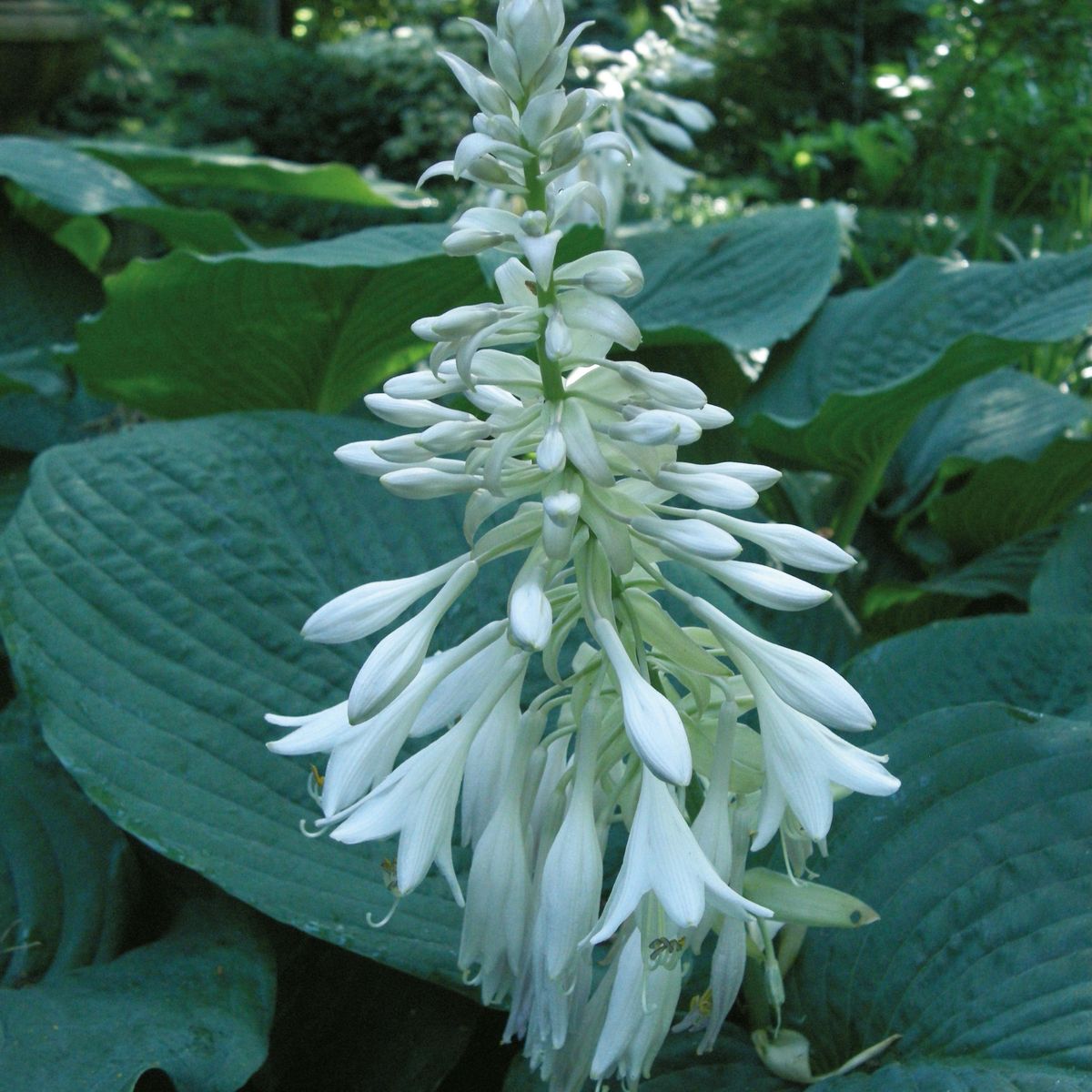 Hosta Elegans  1 rot