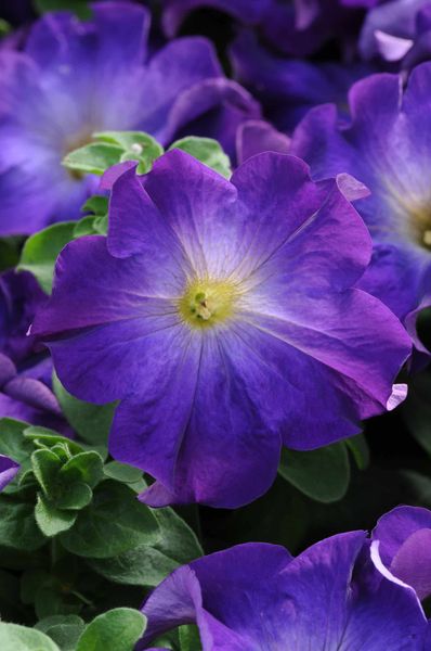 Hovedbilde Petunia hybrid. grandiflora Sophistica Blue ...