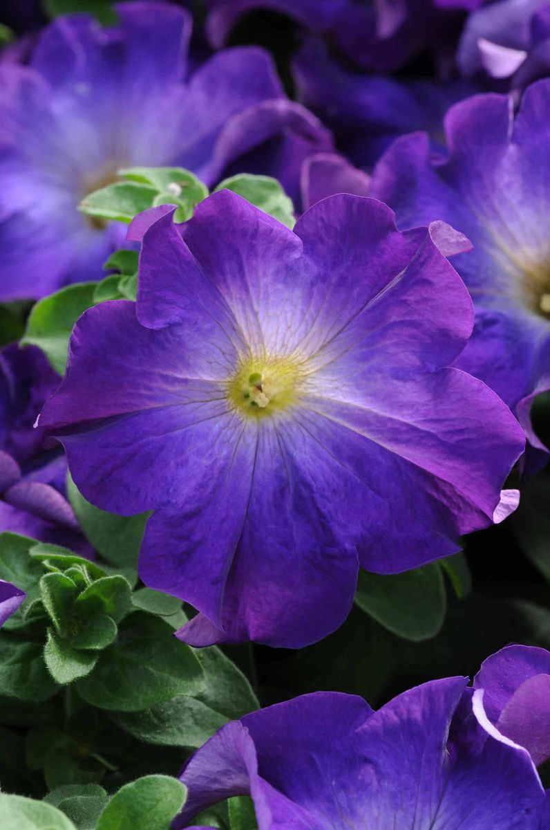 Petunia hybrid. grandiflora Sophistica Blue Morn-Frø-
