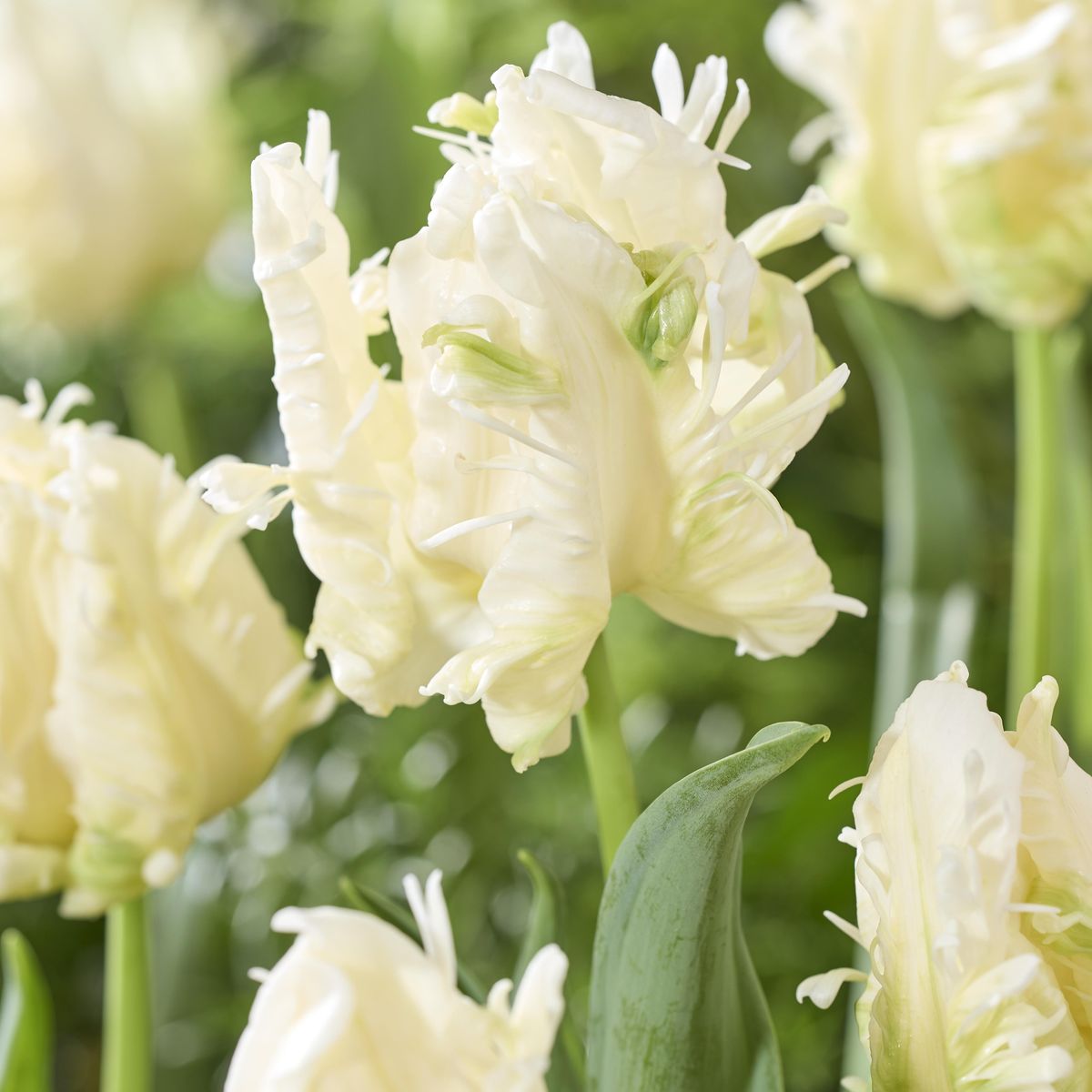 Tulipan Agrass Parrot - 5 løk