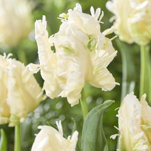 Hovedbilde Tulipan Agrass Parrot - 5 løk