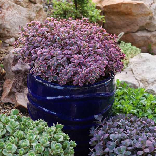 Hovedbilde Sedum Dream Dazzler. Bergknapp  1 rot