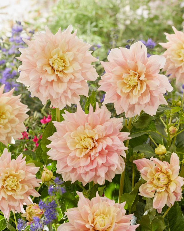 Dahlia Break Out - 1 knoll