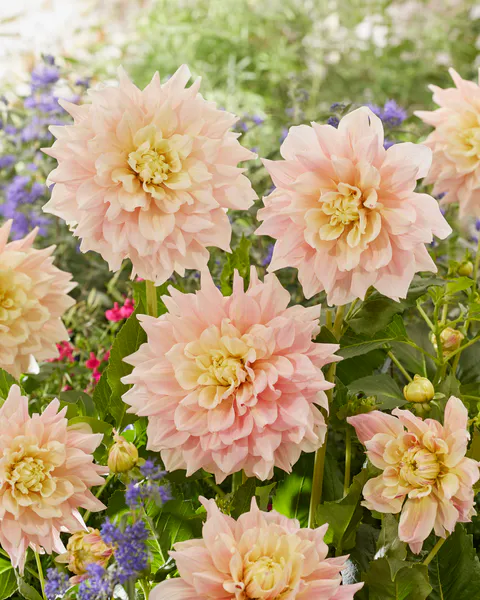 Hovedbilde Dahlia Break Out - 1 knoll