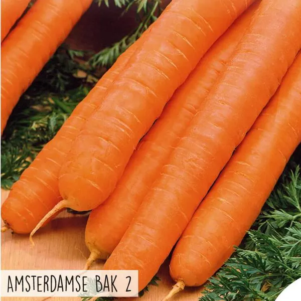 Hovedbilde Gulrot Amsterdam Bak 2 -Frø-