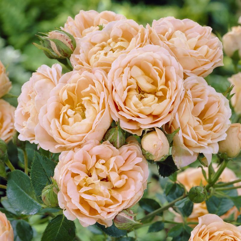 Rose Sweet Dream. Buskrose