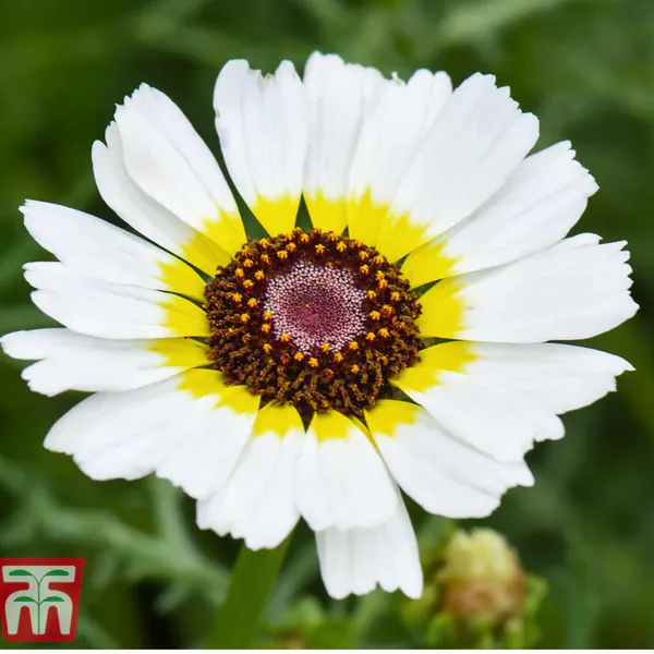 Hovedbilde Chrysanthemum carinatum Polar Star - Frø - 
