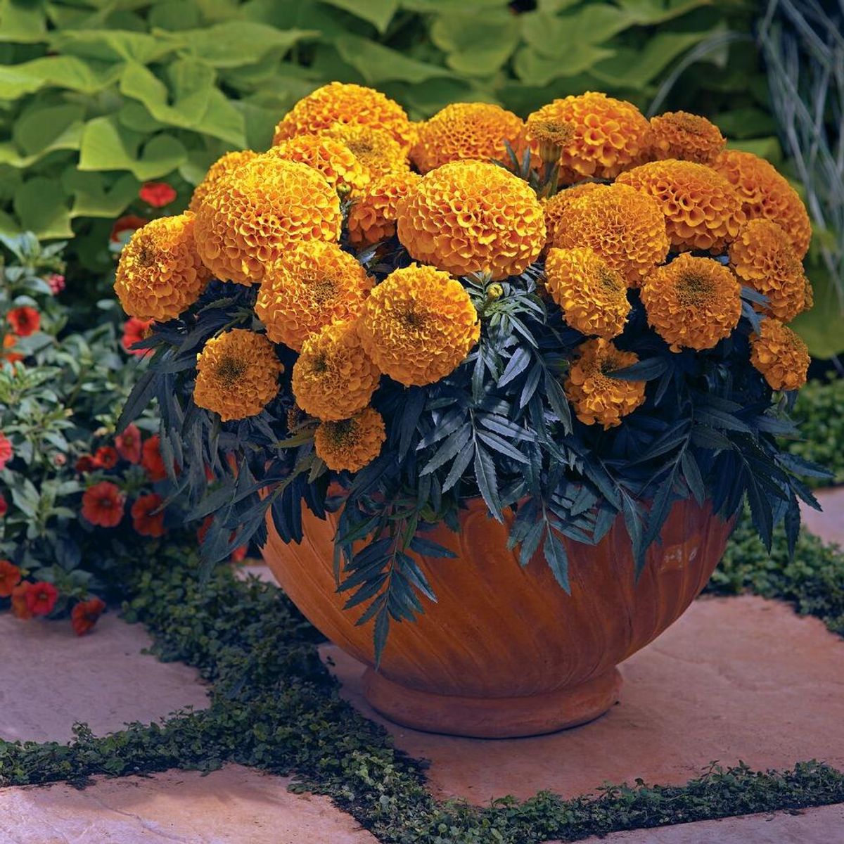 Tagestes erecta Antigua Orange-Frø- Fløyelsblomst