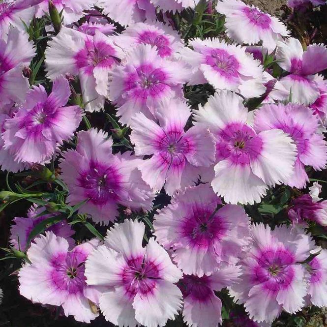 Hovedbilde Dianthus chin Diana Lavender Picotee F1 -Frø- ...