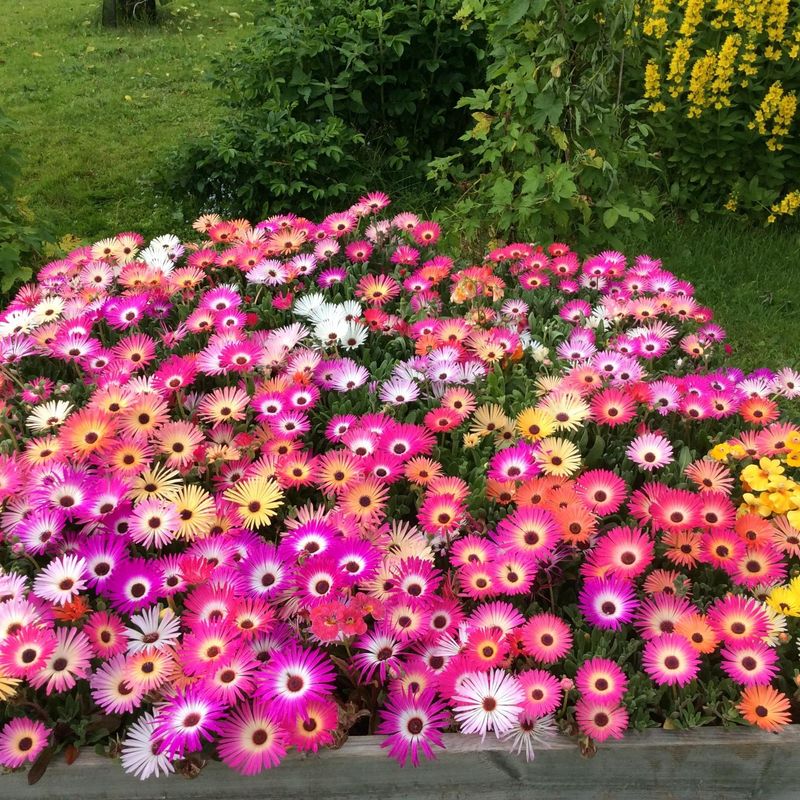 Dorotheanthus Sparkles Mix -Frø- Middagsblomst