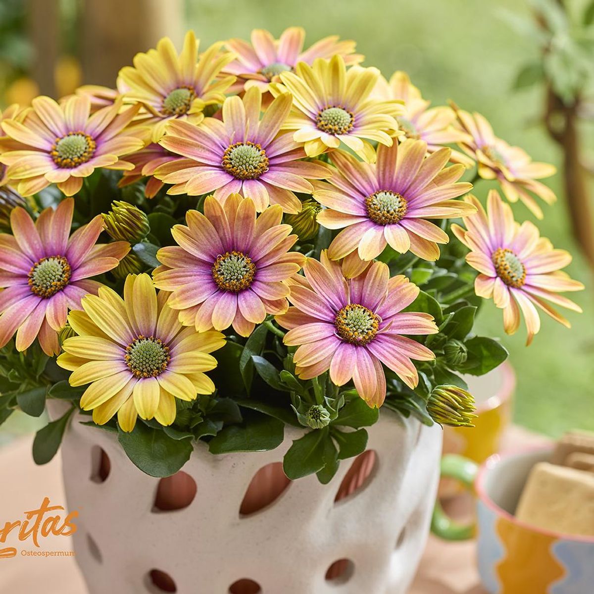 Osteospermum senorita Bonita gul/rosa. Afrikansk margeritt - 1 plante i 10,5 cm potte