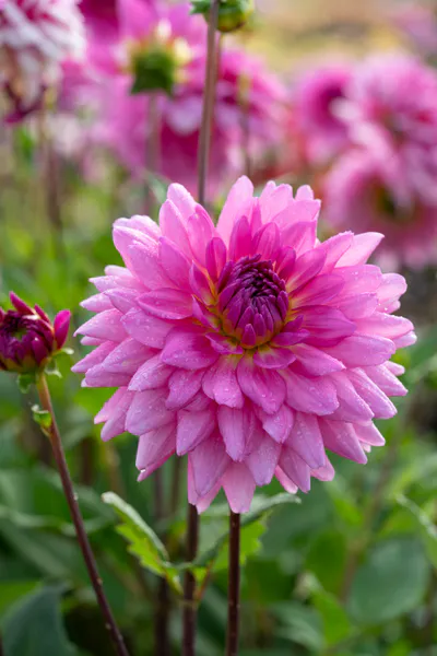 Hovedbilde Dahlia Rosella - 1 knoll