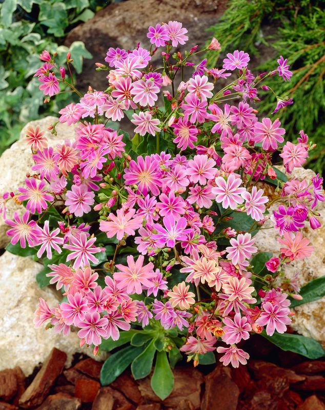 Lewisia cotyledon Mountain Dreams - 1 plante i 10,5 cm potte