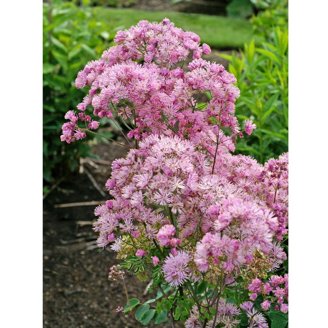 Hovedbilde Thalictrum aquilegifolium. Akeleiefrøstjerne - 1 ...