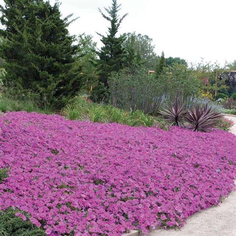 Petunia  Lavendel Wave F1  -Frø- Ampelpetunia