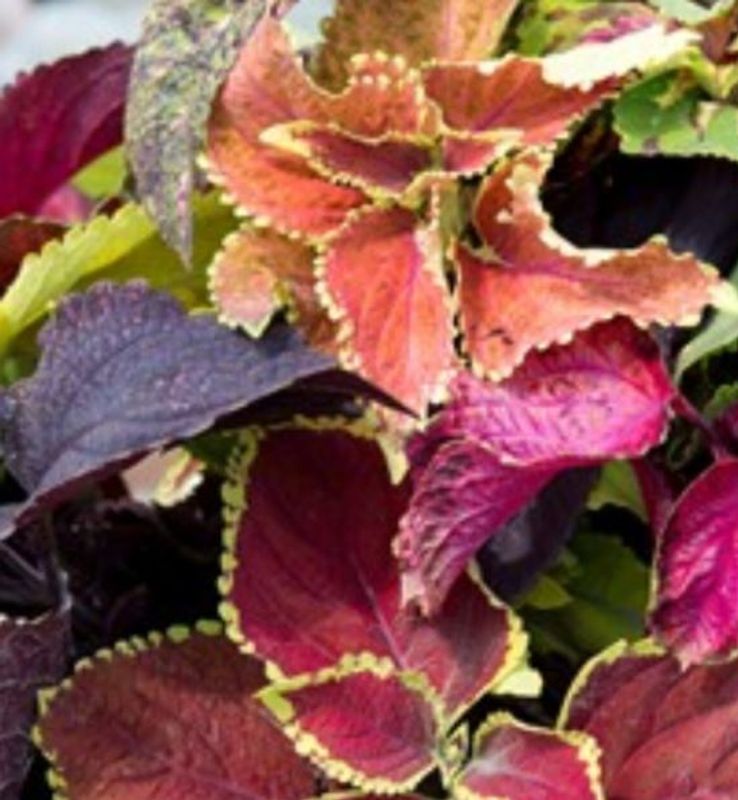 Coleus scuttelarioides Pinto Mix. -Frø- Spragleplante