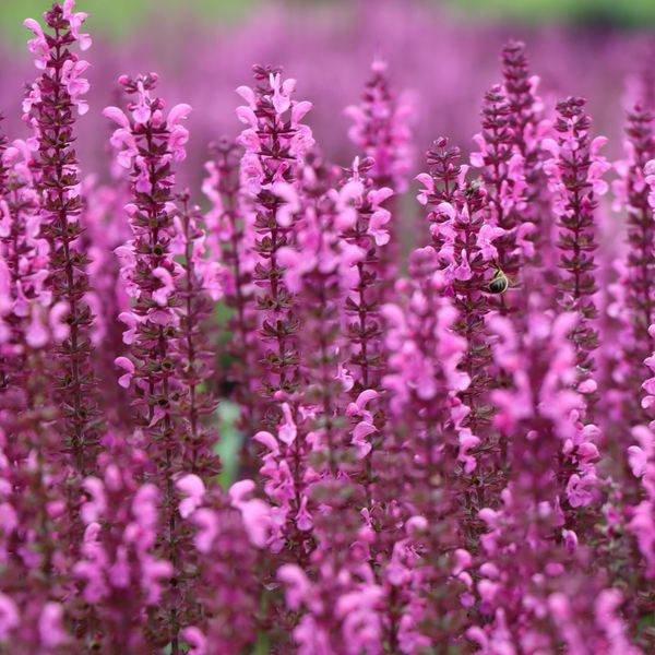 Hovedbilde Salvia nemorosa Rose Queen -Frø-