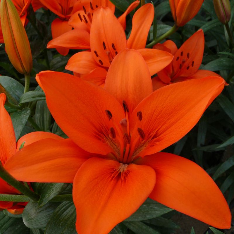 Lilje Orange Summer - 3 løk