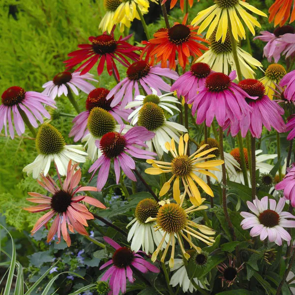 Hovedbilde Echinacea purpurea Paradiso Tall mix. Solhatt ...