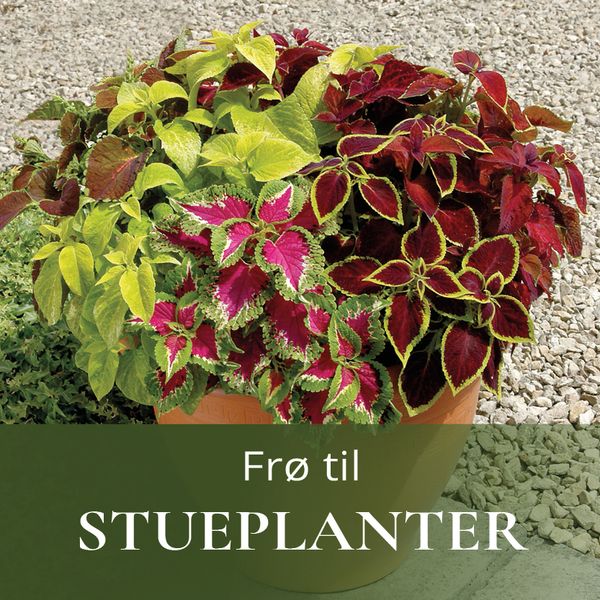 Frø til grønnsaker