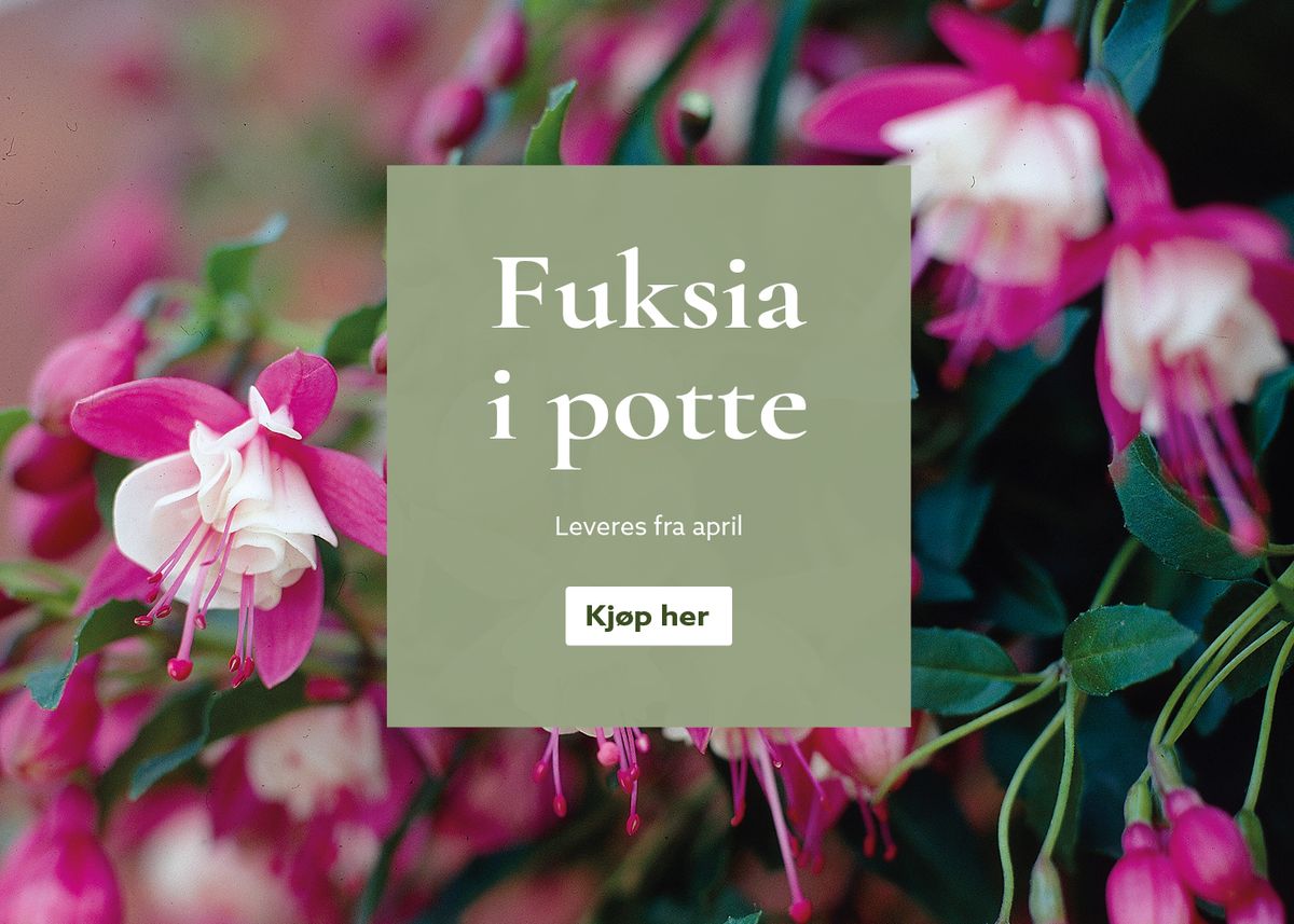 Fuksia i potte