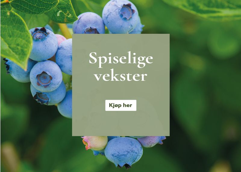 Fruktplanter og bærplanter - kjøp på nett