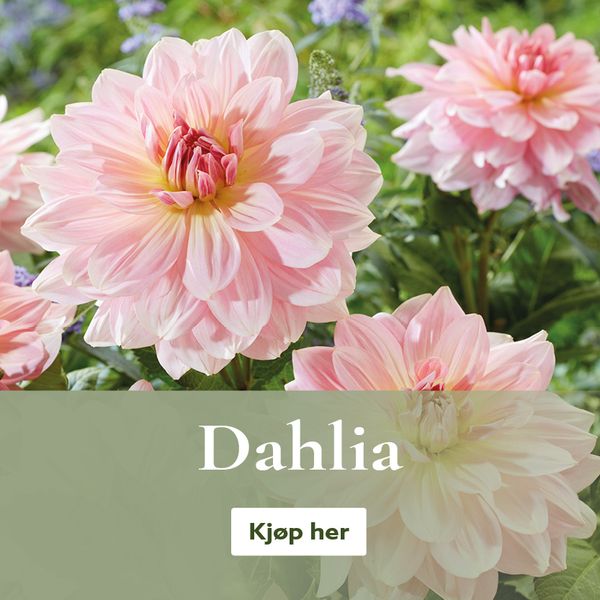 Dahlia - Georginer - kjøp på nett
