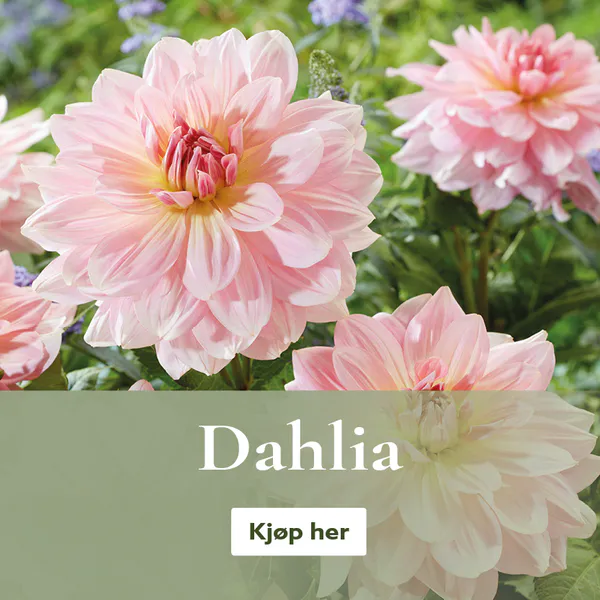 Dahlia - Georginer - kjøp på nett