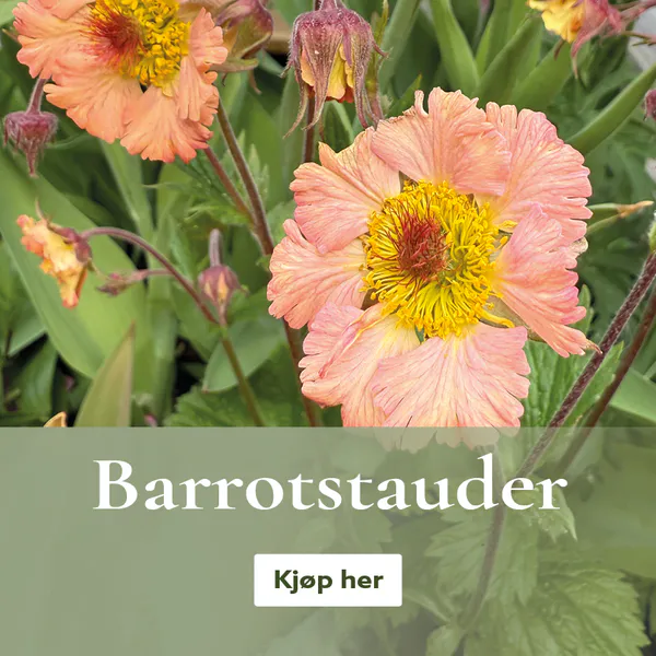 Barrotstauder - kjøp på nett