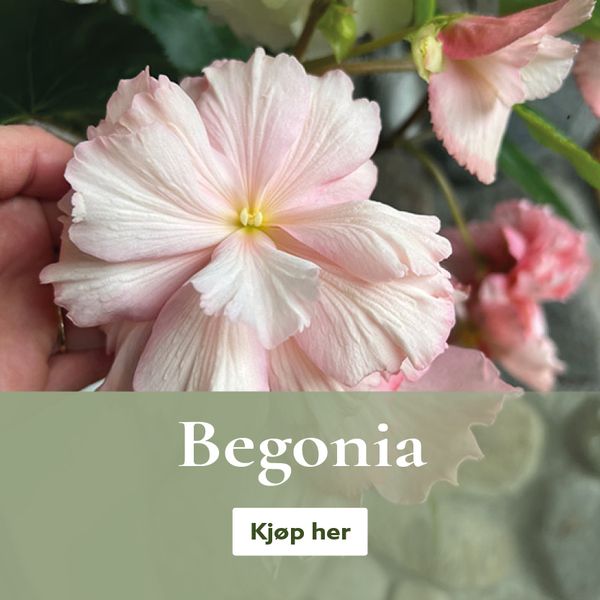 Begonia - knoller og løk - kjøp på nett
