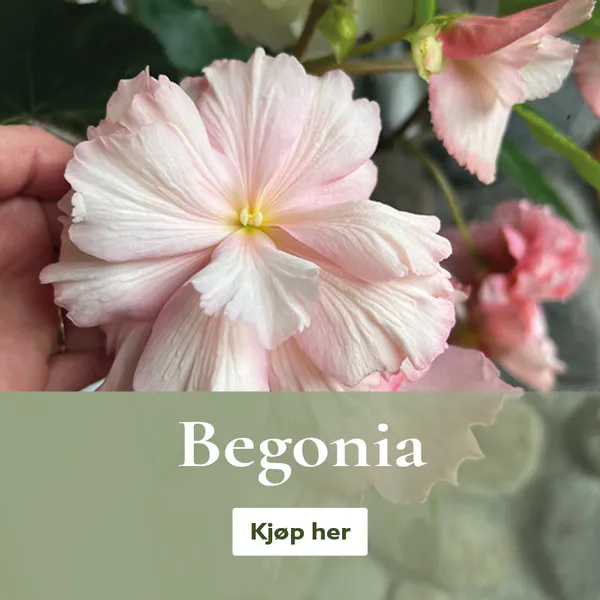 Begonia - knoller og løk - kjøp på nett