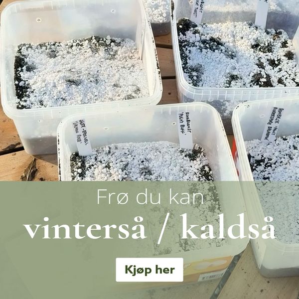 Frø du kan vinterså / kaldså