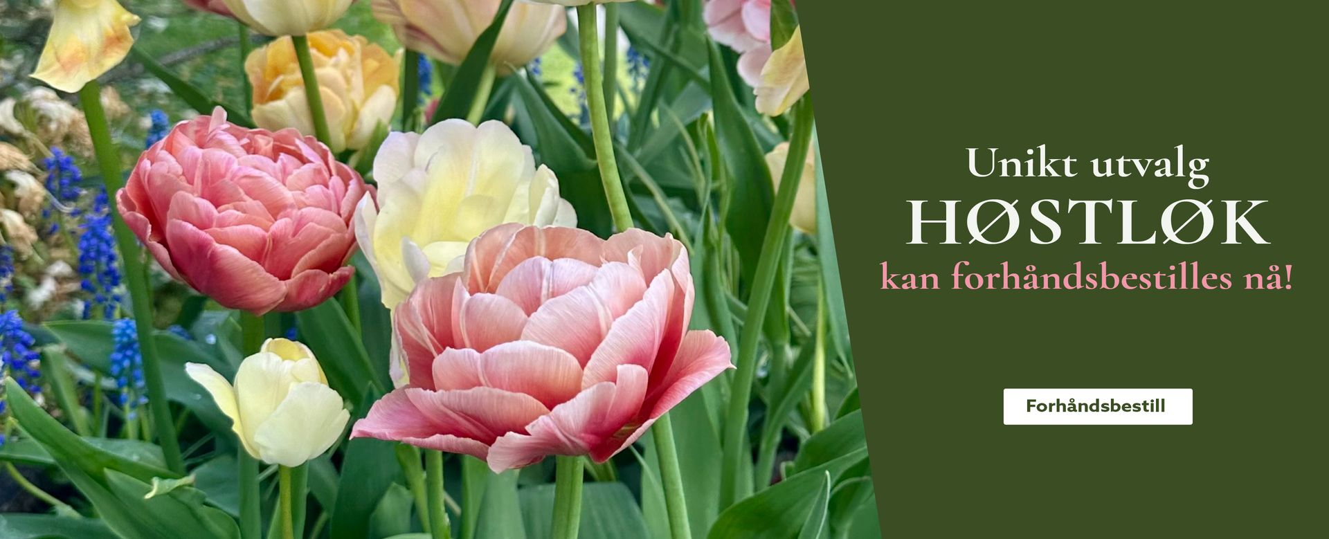 Bestill høstløk på nett - plant blomsterløk i høst