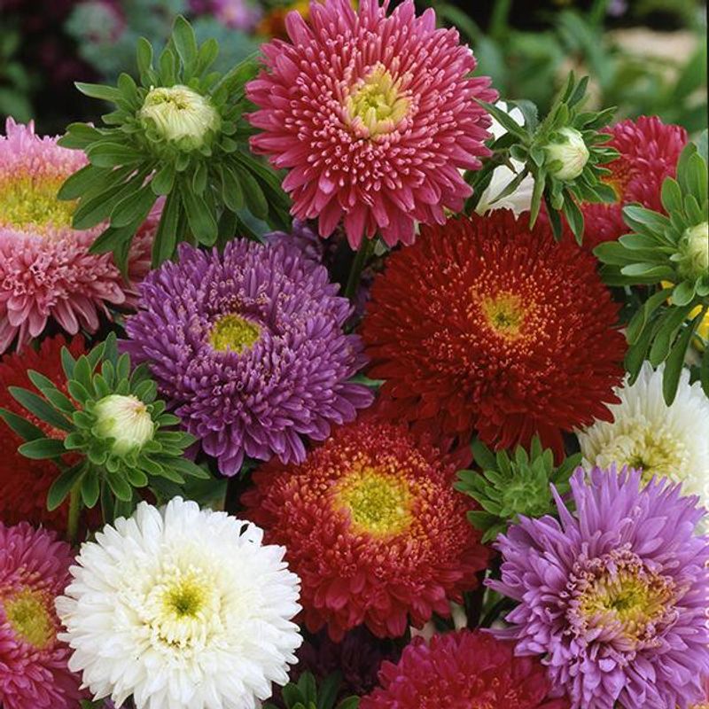 Aster Milady Mix -Frø-