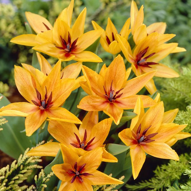 Hovedbilde Tulipan praestans Shogun. 8 løk.