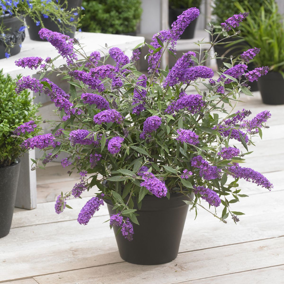 Buddleja davidii Sophie. Sommerfuglbusk - 1 plante i 9 cm potte
