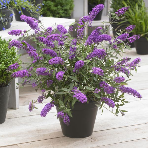 Hovedbilde Buddleja davidii Sophie. Sommerfuglbusk - 1 ...