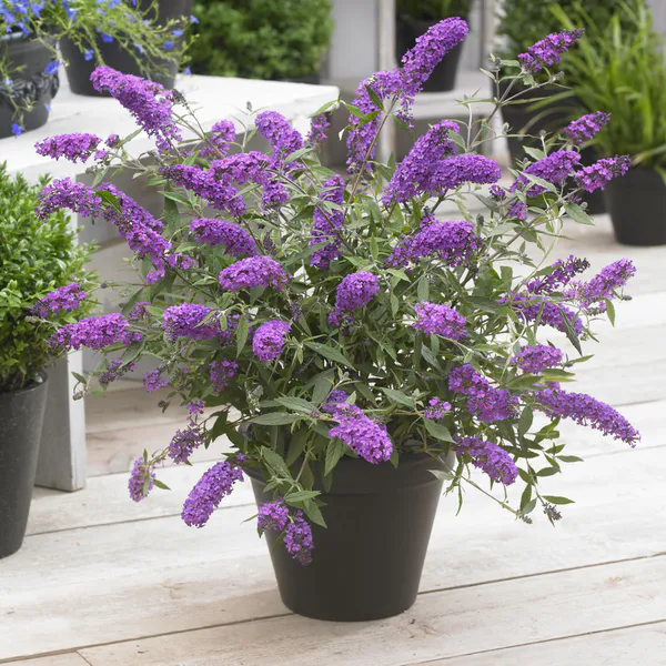 Hovedbilde Buddleja davidii Sophie. Sommerfuglbusk - 1 ...