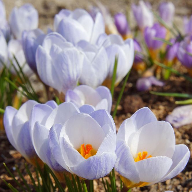Hovedbilde Krokus Blue Pearl - 20 løk