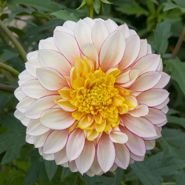 Hovedbilde Dahlia Polka - 1 knoll 
