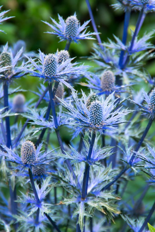 Eryngium olivierianum Big Blue. Hagestikle - 1 rot