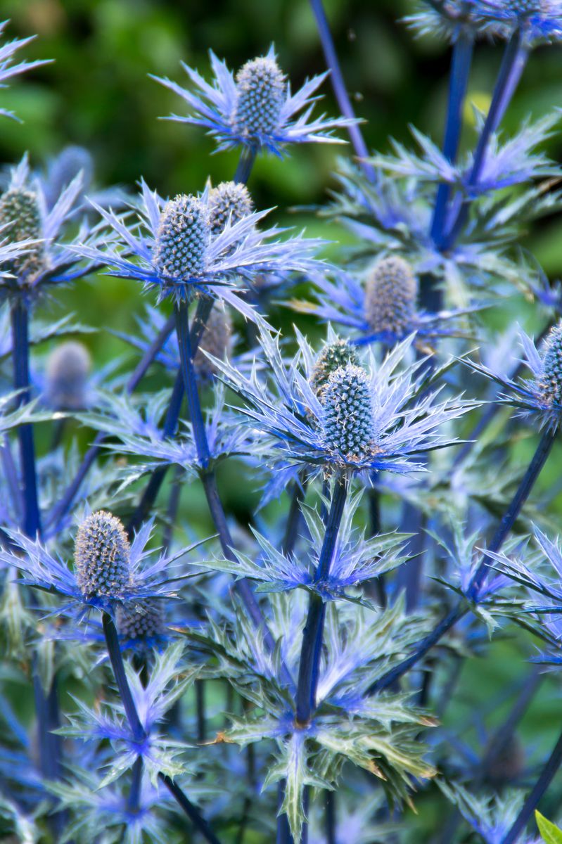 Eryngium olivierianum Big Blue. Hagestikle - 1 rot