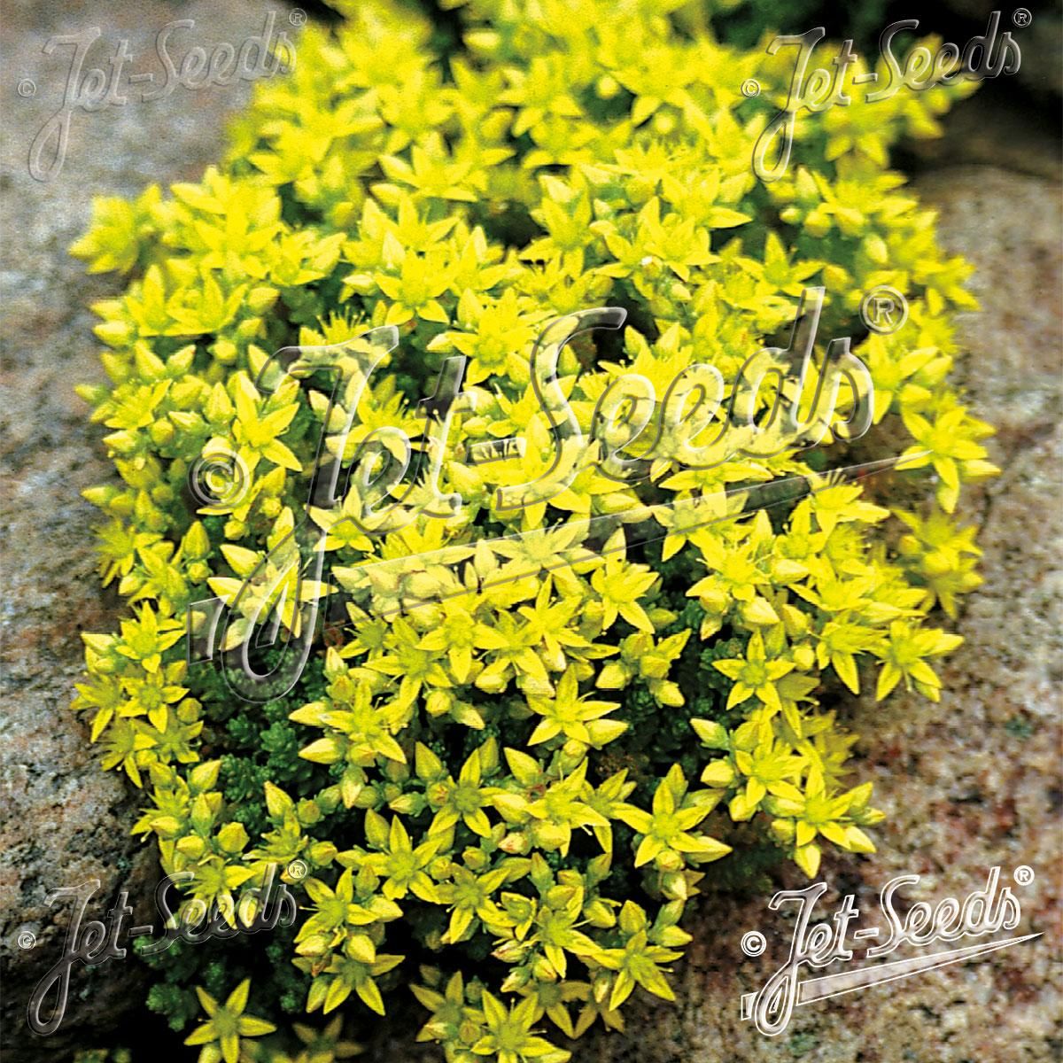 Sedum acre Golden Carpet. Bitterbergknapp - Frø -