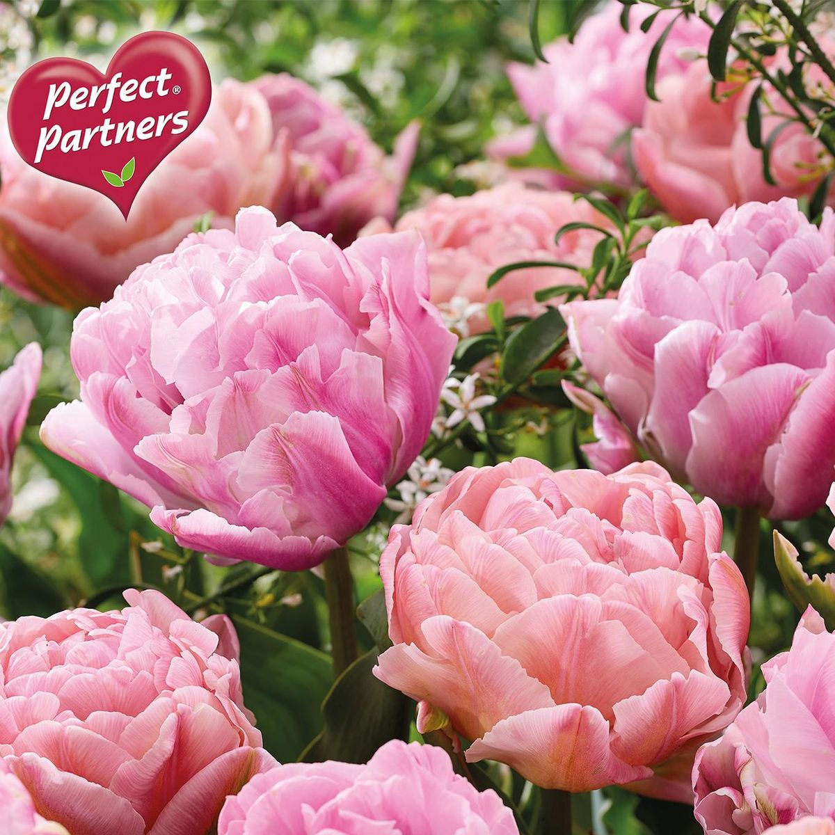 Doble tulipaner i blanding. Silky Shine - 8 løk