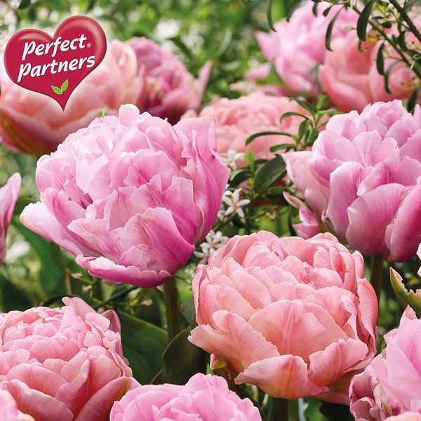 Hovedbilde Doble tulipaner i blanding. Silky Shine - 8 løk