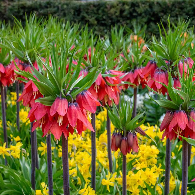 Hovedbilde Fritillaria Red Beauty. Keiserkrone - 1 løk