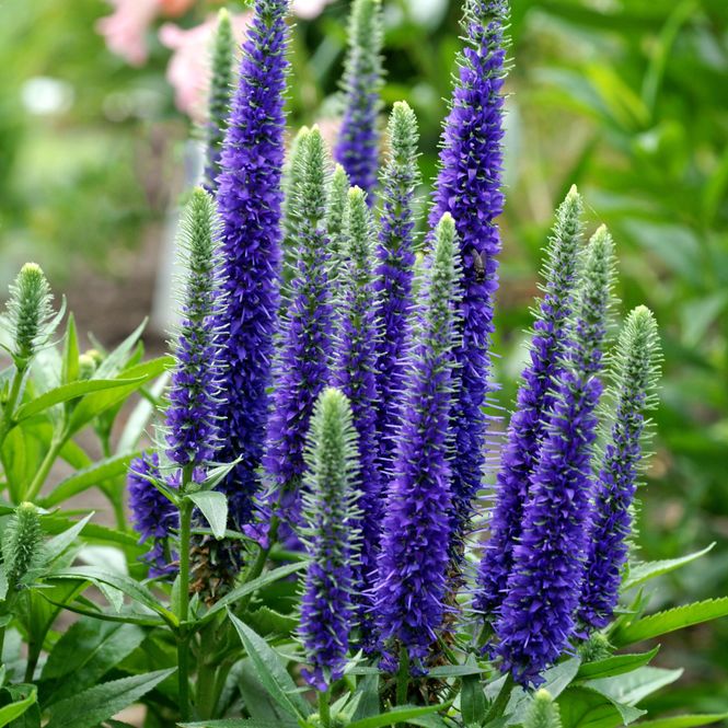 Hovedbilde Veronica Ulster Dwarf Blue - 1 rot
