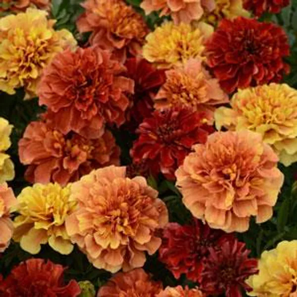 Hovedbilde Tagetes patula Strawberry Blonde. Fløyelsblomst ...