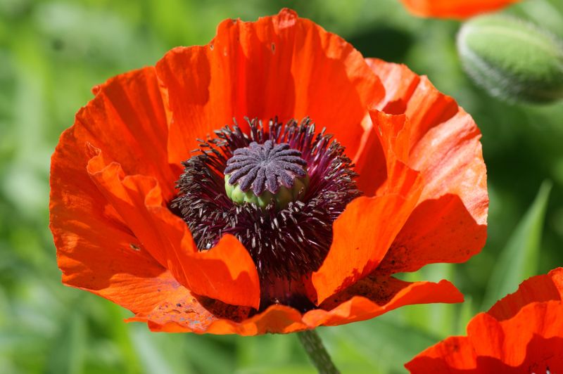 Papaver orientale-hybrid Prince of Orange. Valmue - Frø -