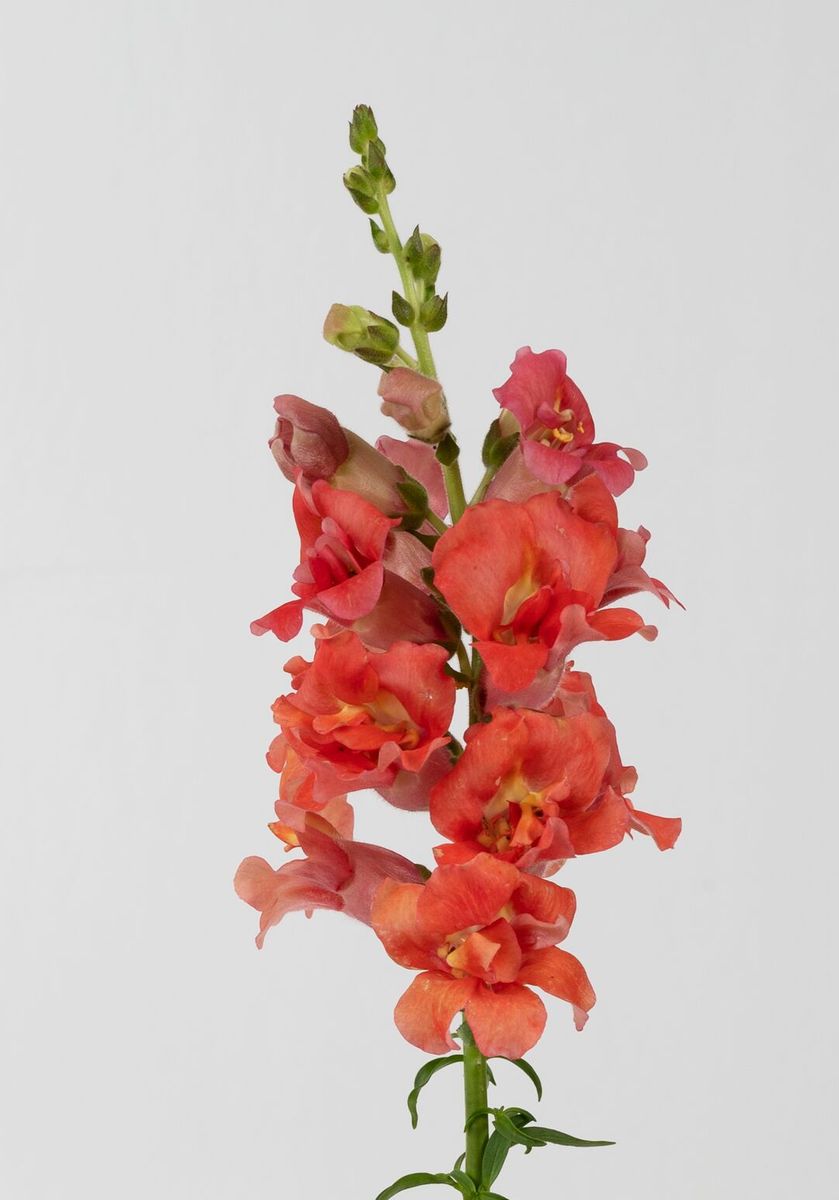 Antirrhinum majus Madame Butterfly Bronze. Løvemunn -Frø-